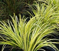 Аир злаковидный Огон (Acorus gramineus 'Ogon')