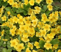 Вальдштейния тройчатая (Waldsteinia ternata)