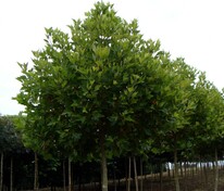 Платан клёнолистный Альпенс Глоб (Platanus × acerifolia 'Alphen's Globe')