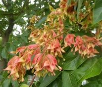 Айлант высочайший (Ailanthus altissima)