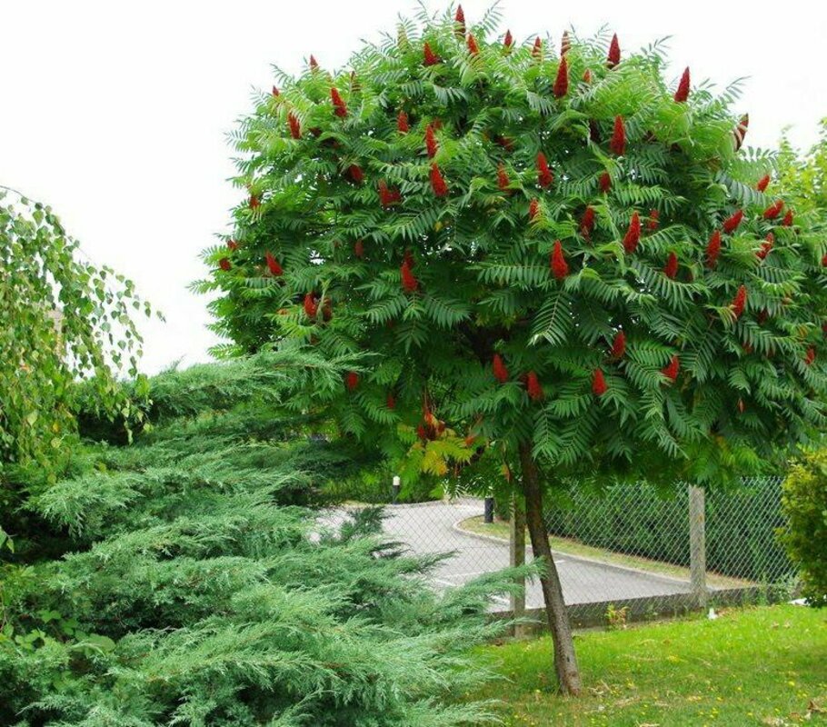 Сумах оленерогий (Rhus typhina)