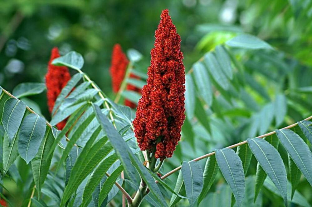 Сумах оленерогий (Rhus typhina)