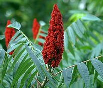 Сумах оленерогий (Rhus typhina)