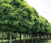 Робиния лжеакация Умбракулифера (Robinia pseudoacacia 'Umbraculifera')