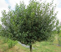 Вишня кустарниковая Глобоза (Prunus fruticosa 'Globosa')