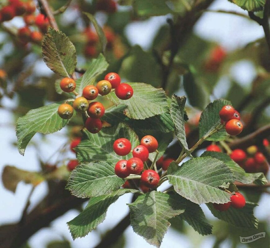 Рябина ария (Sorbus aria)