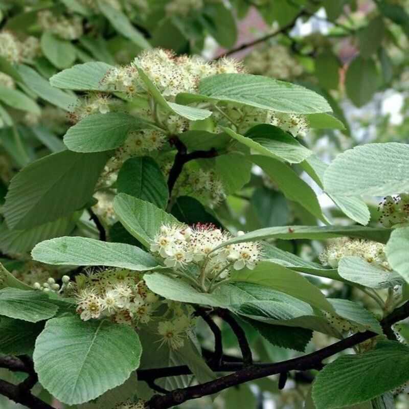 Рябина ария (Sorbus aria)