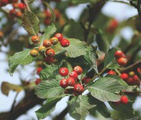 Рябина ария (Sorbus aria)