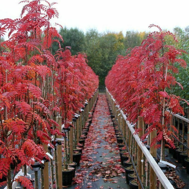 Рябина обыкновенная Отем Спайер (Sorbus aucuparia 'Autumn Spire')
