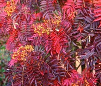 Рябина обыкновенная Отем Спайер (Sorbus aucuparia 'Autumn Spire')