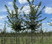 Вяз гибридный Додоенс (Ulmus 'Dodoens')