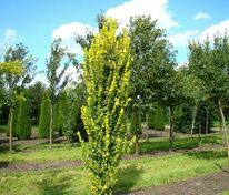 Вяз голландский Вредей (Ulmus × hollandica 'Wredei')