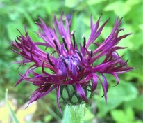 Василек горный Джорди (Centaurea montana 'Jordy')