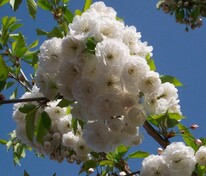 Черешня Плена (Prunus avium 'Plena')