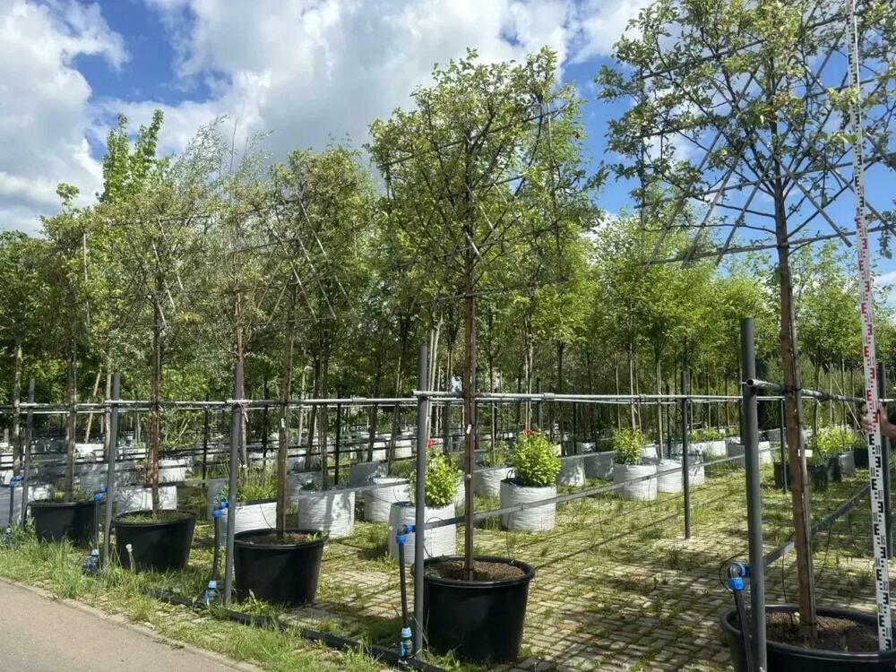Яблоня декоративная Эверест (Malus 'Evereste')