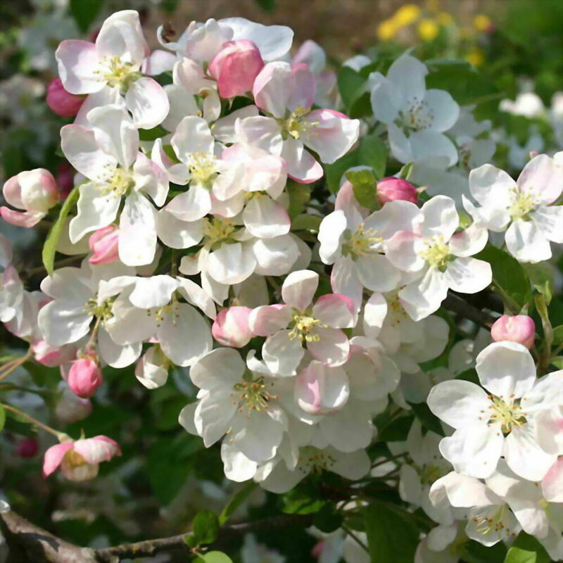 Яблоня декоративная Эверест (Malus 'Evereste')