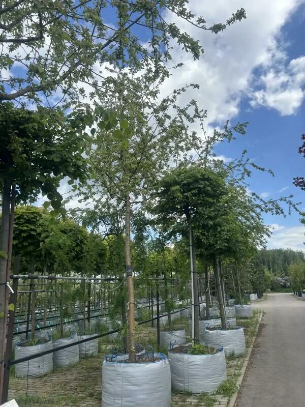 Яблоня декоративная Эверест (Malus 'Evereste')