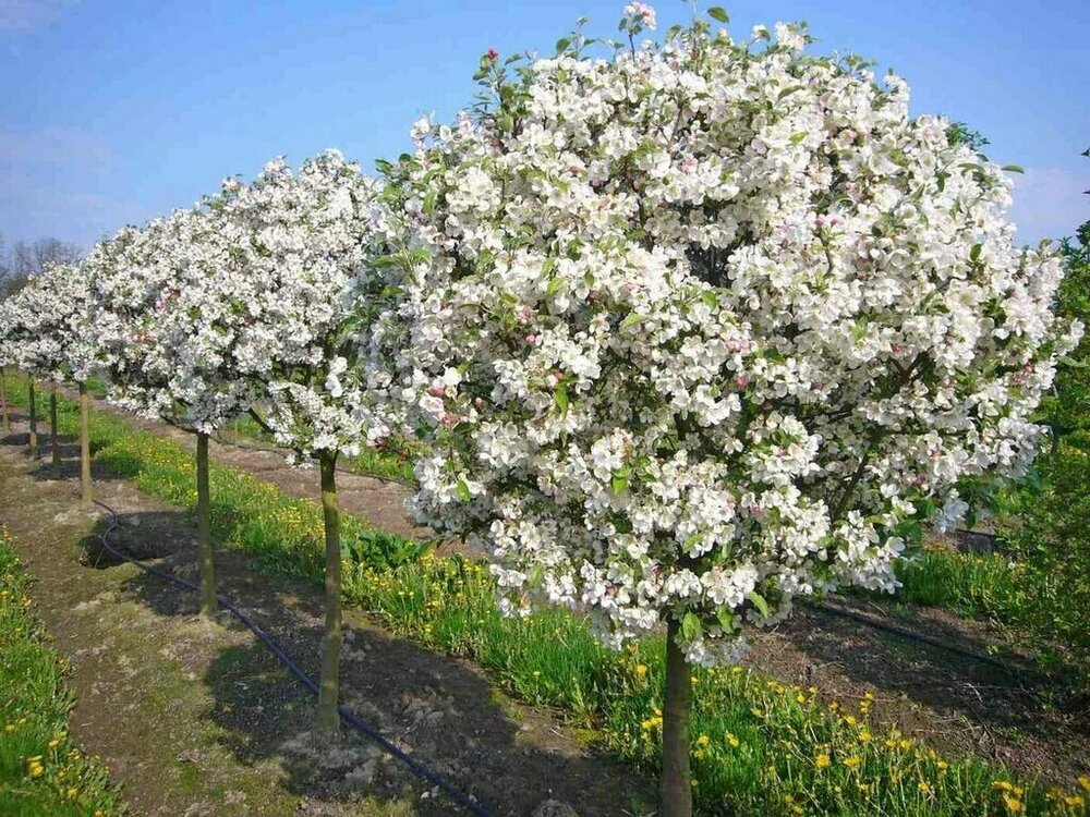Яблоня декоративная Эверест (Malus 'Evereste')