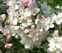 Яблоня декоративная Эверест (Malus 'Evereste')