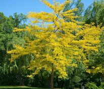 Гледичия трехколючковая Санберст (Gleditsia triacanthos 'Sunburst')