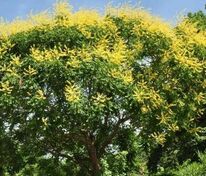 Кёльрейтерия метельчатая (Koelreuteria paniculata)