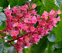 Каштан конский розовый Бриотти (Aesculus × carnea 'Briottii')