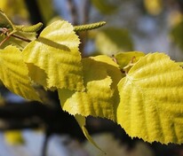 Берёза повислая Голден Клауд (Betula pendula 'Golden Cloud')
