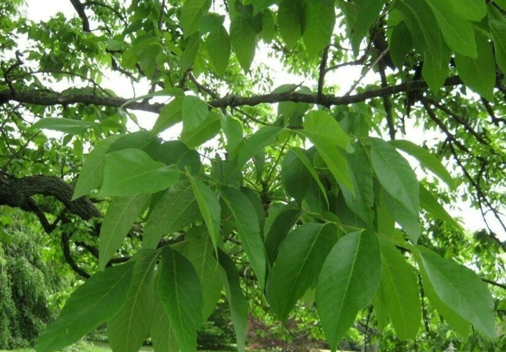 Ясень американский (Fraxinus americana)