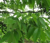 Ясень американский (Fraxinus americana)