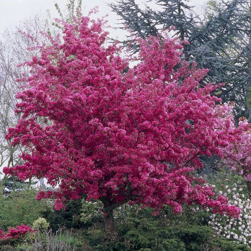 Яблоня декоративная Профьюжн (Malus 'Profusion')