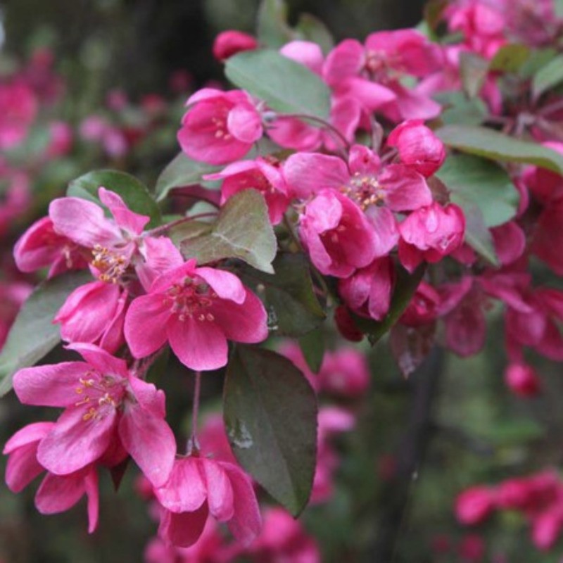 Яблоня декоративная Профьюжн (Malus 'Profusion')