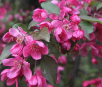 Яблоня декоративная Профьюжн (Malus 'Profusion')