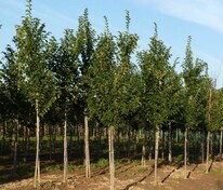 Вяз шершавый Додоенс (Ulmus glabra 'Dodoens')