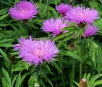 Василек подбеленный (Centaurea dealbata)