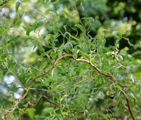 Ива извилистая Матсудана (Salix matsudana 'Tortuosa')
