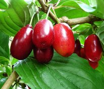 Кизил обыкновенный (Cornus mas)