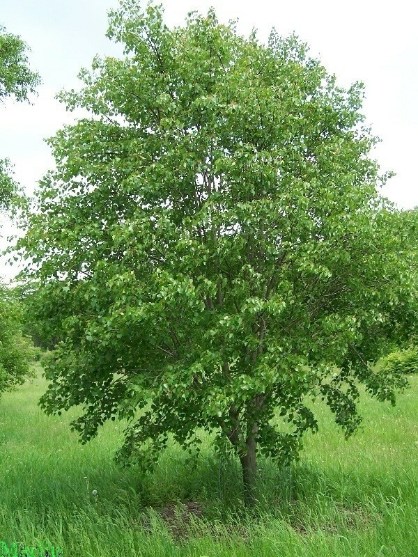 Липа монгольская (Tilia mongolica)