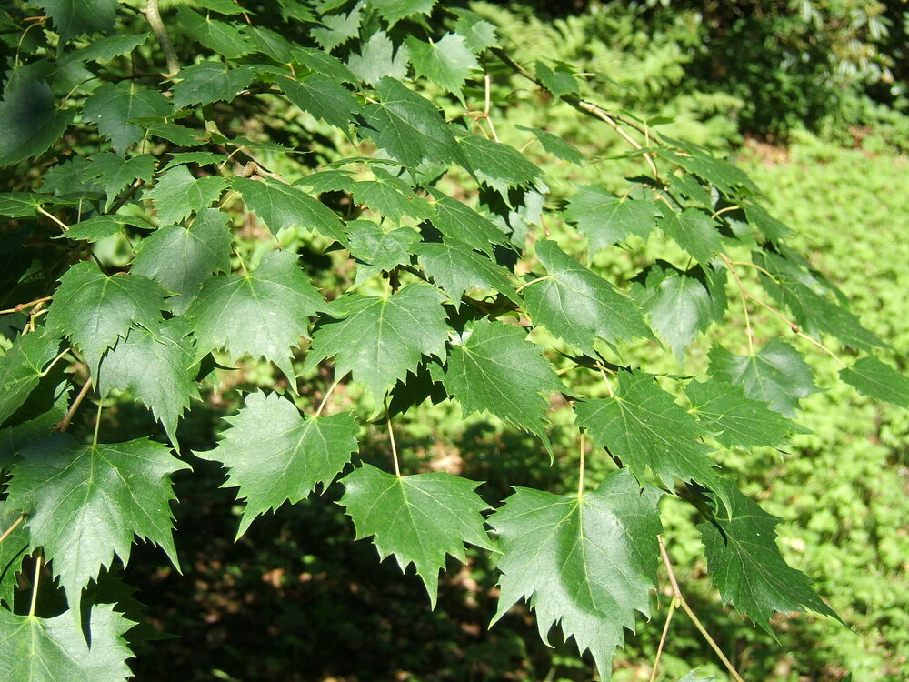 Липа монгольская (Tilia mongolica)