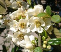 Айва японская великолепная Джет Трейл (Chaenomeles x superba 'Jet Trail')