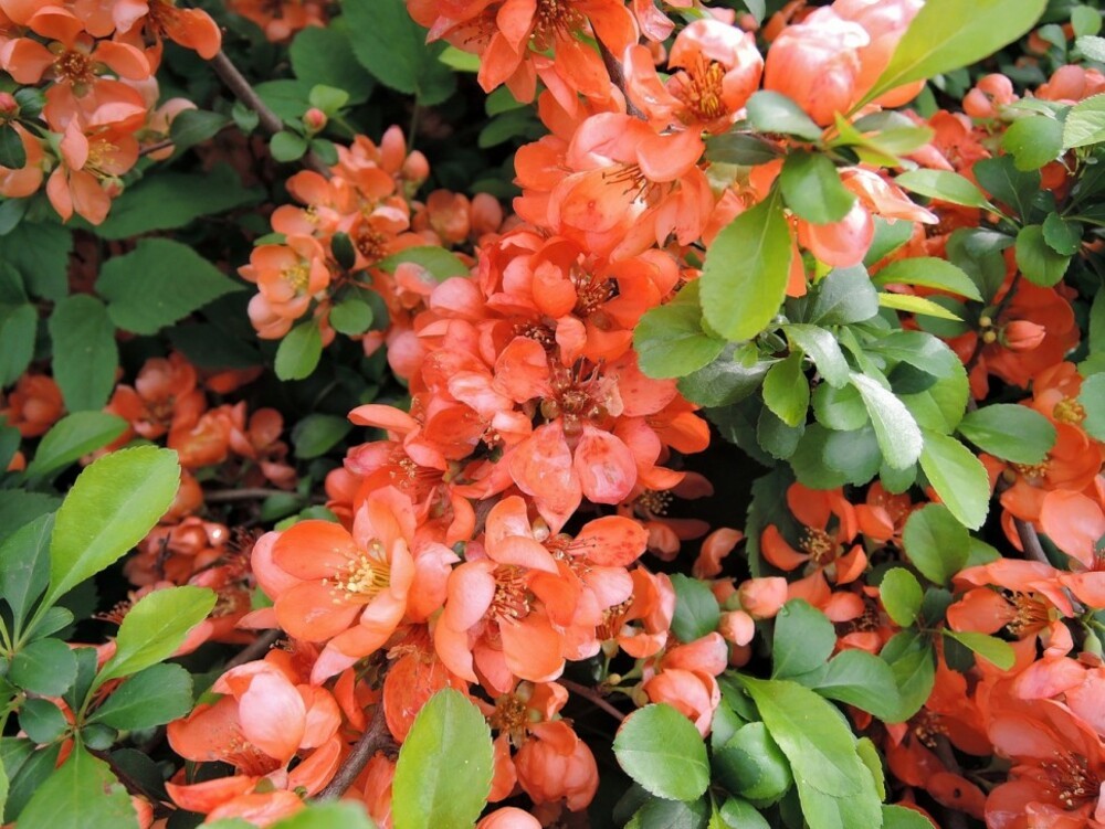 Айва японская превосходная Орандж Трейл (Chaenomeles x superba 'Orange Trail')