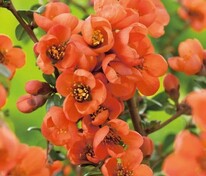 Айва японская превосходная Орандж Трейл (Chaenomeles x superba 'Orange Trail')