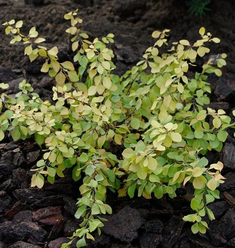 Барбарис Тунберга Голден Горизонт (Berberis thunbergii 'Golden Horizon')