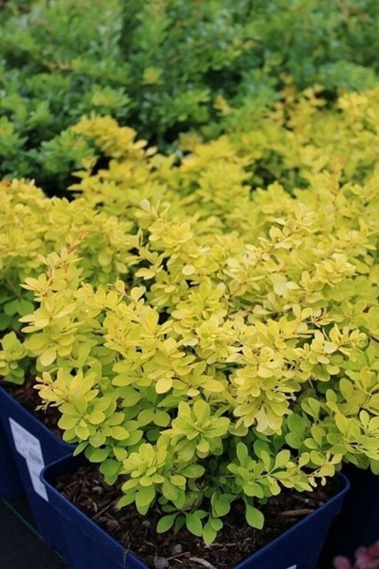 Барбарис Тунберга Голден Горизонт (Berberis thunbergii 'Golden Horizon')