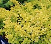 Барбарис Тунберга Голден Горизонт (Berberis thunbergii 'Golden Horizon')