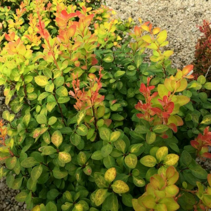 Барбарис Тунберга Лимончелло (Berberis thunbergii 'Limoncello')