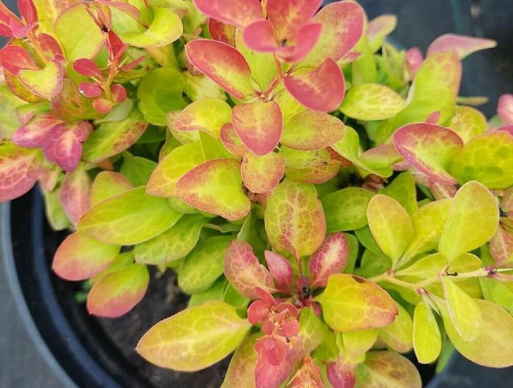 Барбарис Тунберга Лимончелло (Berberis thunbergii 'Limoncello')