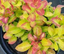 Барбарис Тунберга Лимончелло (Berberis thunbergii 'Limoncello')