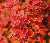 Барбарис Тунберга Оранж Санрайс (Berberis thunbergii 'Orange Sunrise')