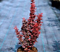 Барбарис Тунберга Ред Рокет (Berberis thunbergii 'Red Rocket')