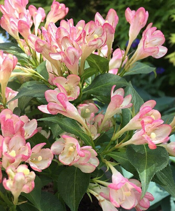 Вейгела Олл Саммер Пич (Weigela 'All Summer Peach')
